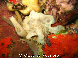 Frogfish by Claudius Fevriere 